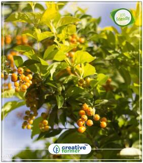 Seeds : Golden Dewdrops (Berries) Tree Like Economy Gardening Plant Seeds