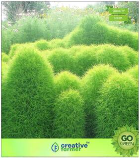 Seeds : Grass Seeds : Forage Kochia Burning Bush Fireball Green Molly Flower Premium Economy Kitchen Garden Plant Seeds