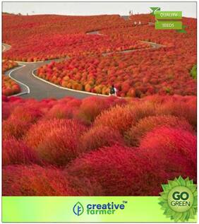 Seeds : Grass Seeds : Burning Bush (Kochia) Premium Economy Kitchen Garden Plant Seeds
