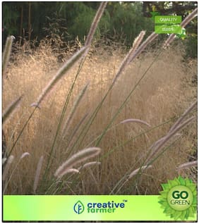 Seeds : Grass Seeds Bunch Grass Natural Grass Seeds For Garden Premium Economy Kitchen Garden Plant Seeds