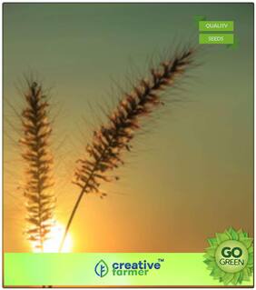 Seeds : Grass Seeds Annual Kyasuwa Grass Grass Seeds For The Garden Premium Economy Kitchen Garden Plant Seeds