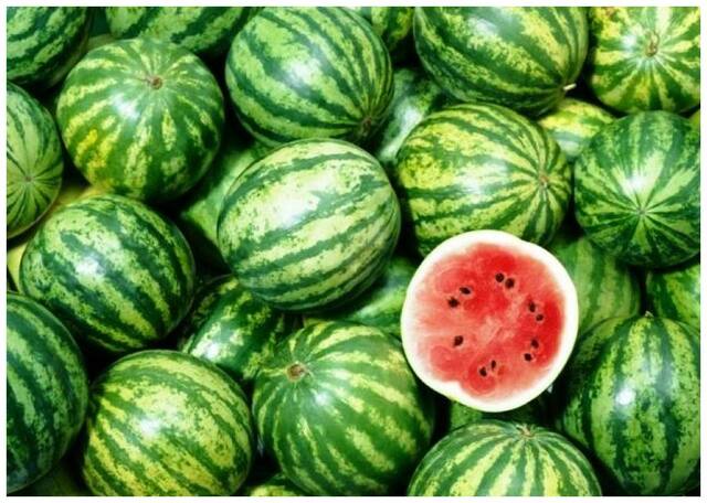 Seeds Green Watermelon Magnif Fruits Seeds - Pack of 30 Hybrid Seeds