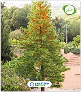 Seeds : Grevillea Robusta Silkoak Tree Flower Plant Economy Gardening Plant Seeds