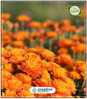 Seeds : Gul-E-Ashrafi Kitchen Garden Flower Seeds Economy Gardening Plant Seeds