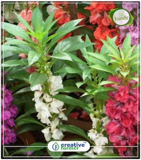 Seeds : Gul-Mehndi Plant Seeds For Home Garden Economy Gardening Plant Seeds