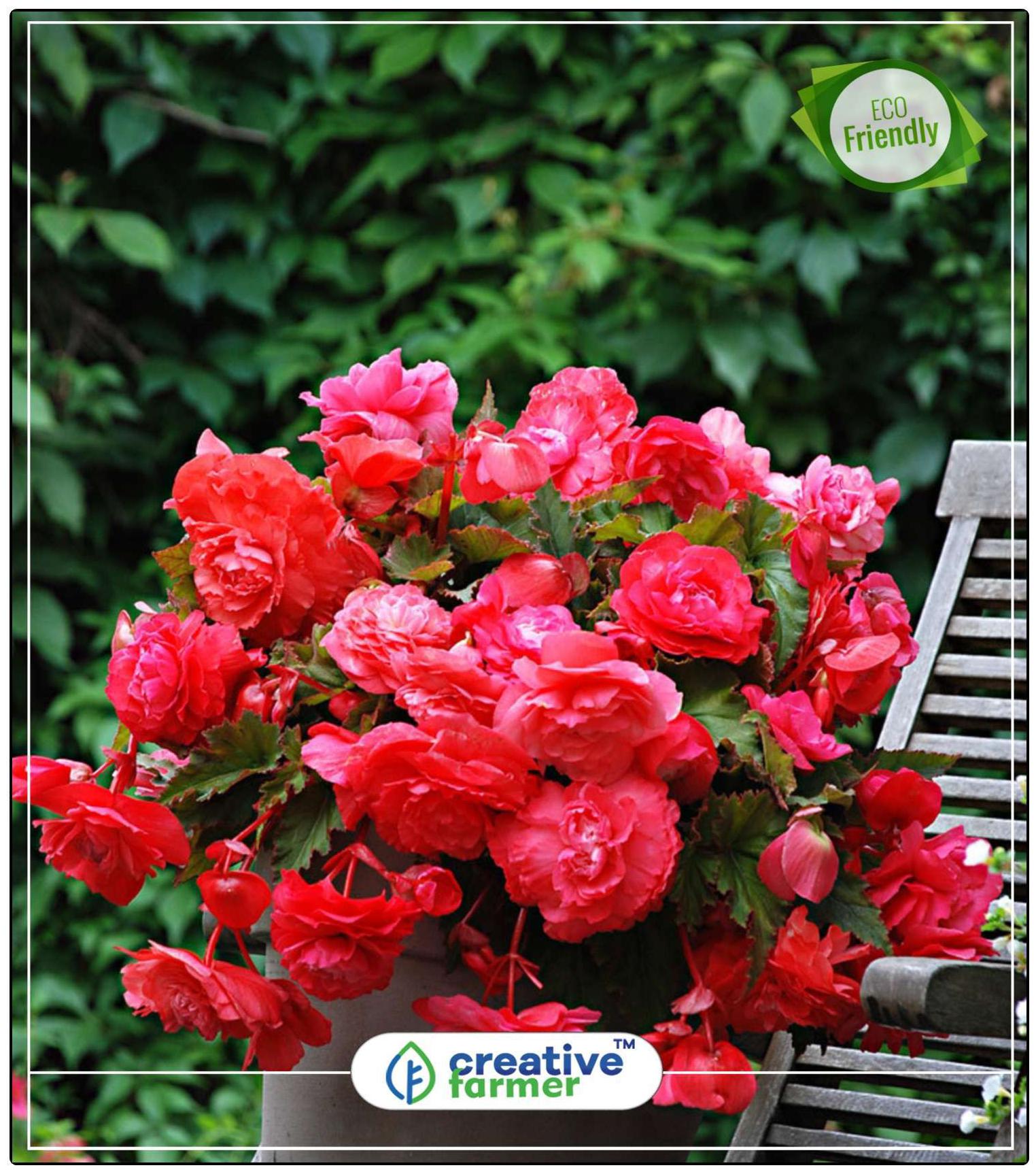 https://assetscdn1.paytm.com/images/catalog/product/H/HO/HOMSEEDS-HANGINCREA8874723900FD9/1563036417941_0..jpg