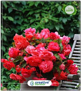 Seeds : Hanging Begonia Summer Flower Seeds In India Economy Gardening Plant Seeds