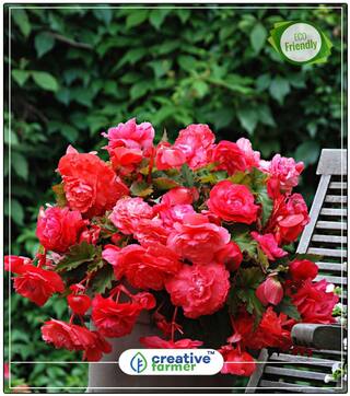 Seeds : Hanging Begonia Summer Flower Seeds In India Economy Gardening Plant Seeds