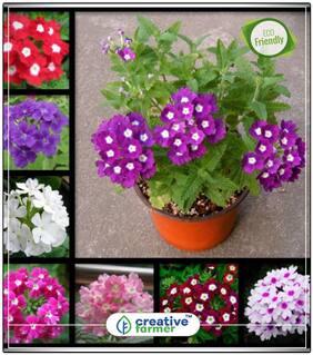 Seeds : Hastata Flower Seed And Plants Combo Economy Gardening Plant Seeds
