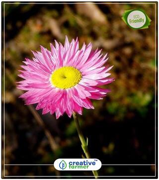 Seeds : Helipterum Roseum Decorative Purposes Economy Gardening Plant Seeds