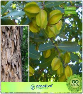 Seeds : Herb Farm Tree Arjuna Tree Large Size Deciduous Tree Herb Seeds For Shade Tree Premium Economy Kitchen Garden Plant Seeds