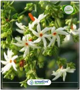 Seeds : Herb Flowering Seeds Night Jasmine Flowering Plants Economy Gardening Plant Seeds