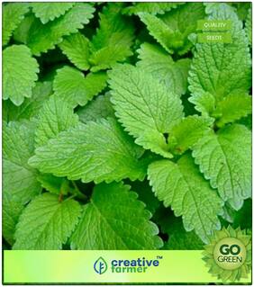 Seeds : Herb Seeds For Home Garden : Medicinal Plants Seeds Lemon Balm Premium Economy Kitchen Garden Plant Seeds