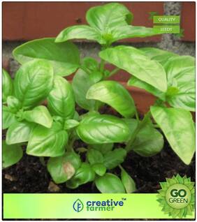 Seeds : Herb Seeds For Kitchen Garden : Lemon Basil Nai Thulasi Premium Economy Kitchen Garden Plant Seeds