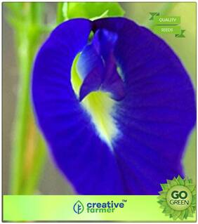 Seeds : Herb Seeds For Garden : Butterfly Pea Seeds Premium Economy Kitchen Garden Plant Seeds