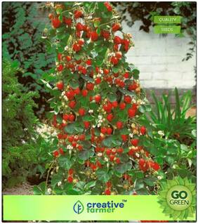 Seeds : Herb Seeds For Kitchen Garden : Garden Strawberry Fruit Seeds Fragaria Hanging Type Premium Economy Kitchen Garden Plant Seeds
