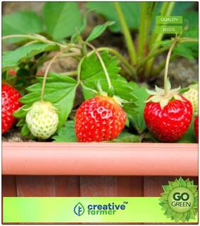 Seeds : Herb Seeds For Kitchen Garden : Potted Strawberry Seeds Premium Economy Kitchen Garden Plant Seeds