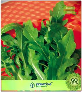 Seeds : Herb Seeds For Kitchen Garden : Wild Rocket Sylvetta For Salad Seeds Premium Economy Kitchen Garden Plant Seeds