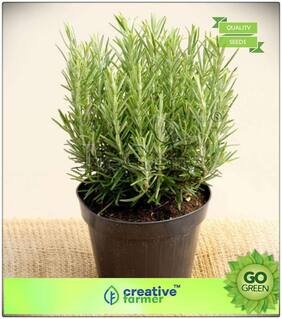 Seeds : Herb Seeds For Home Garden : Rosemary Italian Herb Seeds Premium Economy Kitchen Garden Plant Seeds