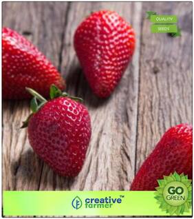 Seeds : Herb Seeds For Home Garden : Strawberry Hybrid Premium Economy Kitchen Garden Plant Seeds