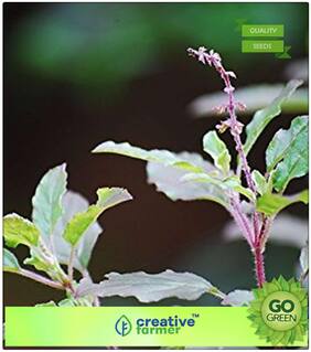Seeds : Herb Seeds For Garden : Tulsi Seeds Premium Economy Kitchen Garden Plant Seeds