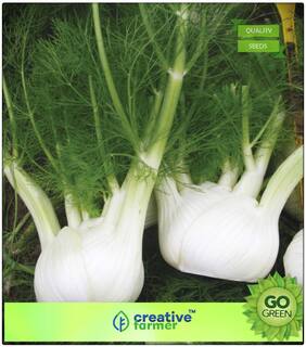 Seeds : Herb Seeds For Home Garden : Sweet Fennel Shining Green Premium Economy Kitchen Garden Plant Seeds