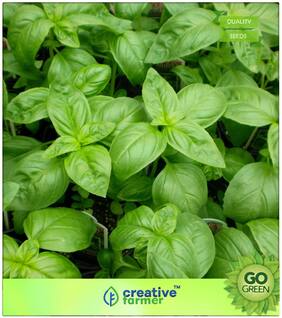 Seeds : Herb Seeds For Kitchen Garden : Sweet Genovese Basil Organic Seeds (Pack Of 100) Premium Economy Kitchen Garden Plant Seeds