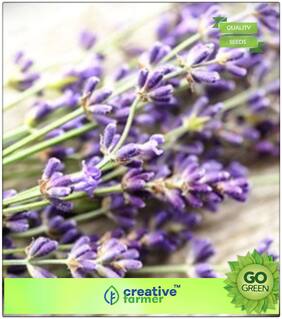 Seeds : Herb Seeds For Home Garden : Natural Scent And Perfume Lavender Flower Seeds For Garden Purpose Premium Economy Kitchen Garden Plant Seeds