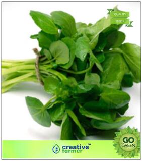 Seeds : Herb Seeds For Home Garden : Water Cress Best Suited Plant For Hydroponics Premium Economy Kitchen Garden Plant Seeds