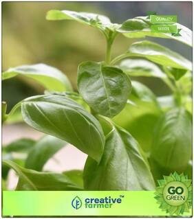 Seeds : Herb Seeds For Garden : Basil Lemon Smelled Ocimum Americanum Premium Economy Kitchen Garden Plant Seeds