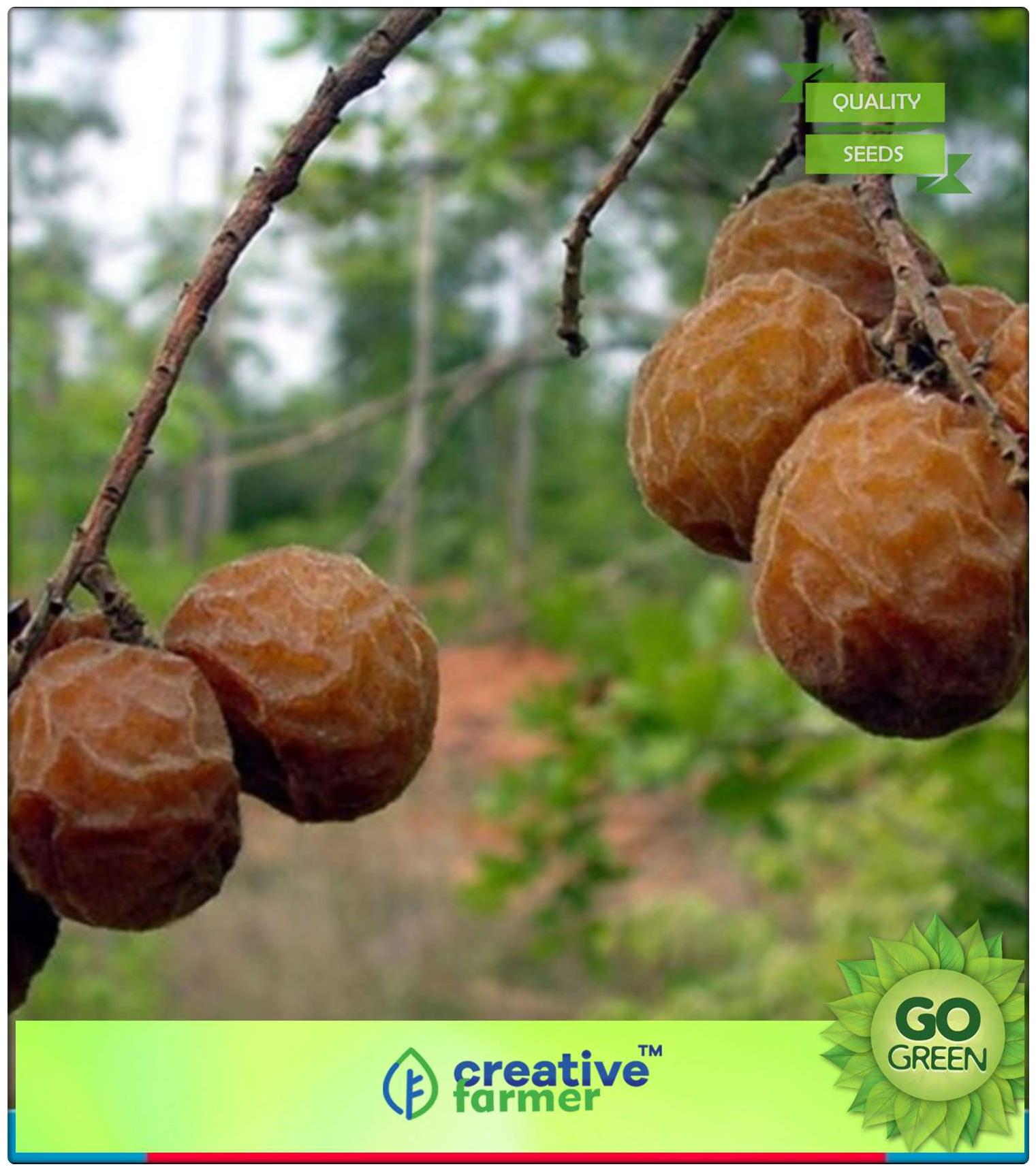 https://assetscdn1.paytm.com/images/catalog/product/H/HO/HOMSEEDS-HERB-SCREA88747FF8DA05F/1563036825687_0..jpg