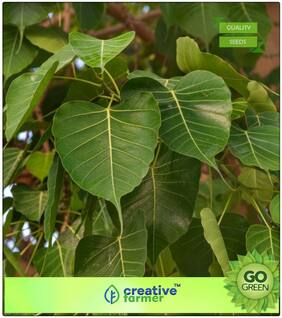 Seeds : Herbal Tree Ashwattha Tree - Ficus Tree Seeds For All Season Premium Economy Kitchen Garden Plant Seeds