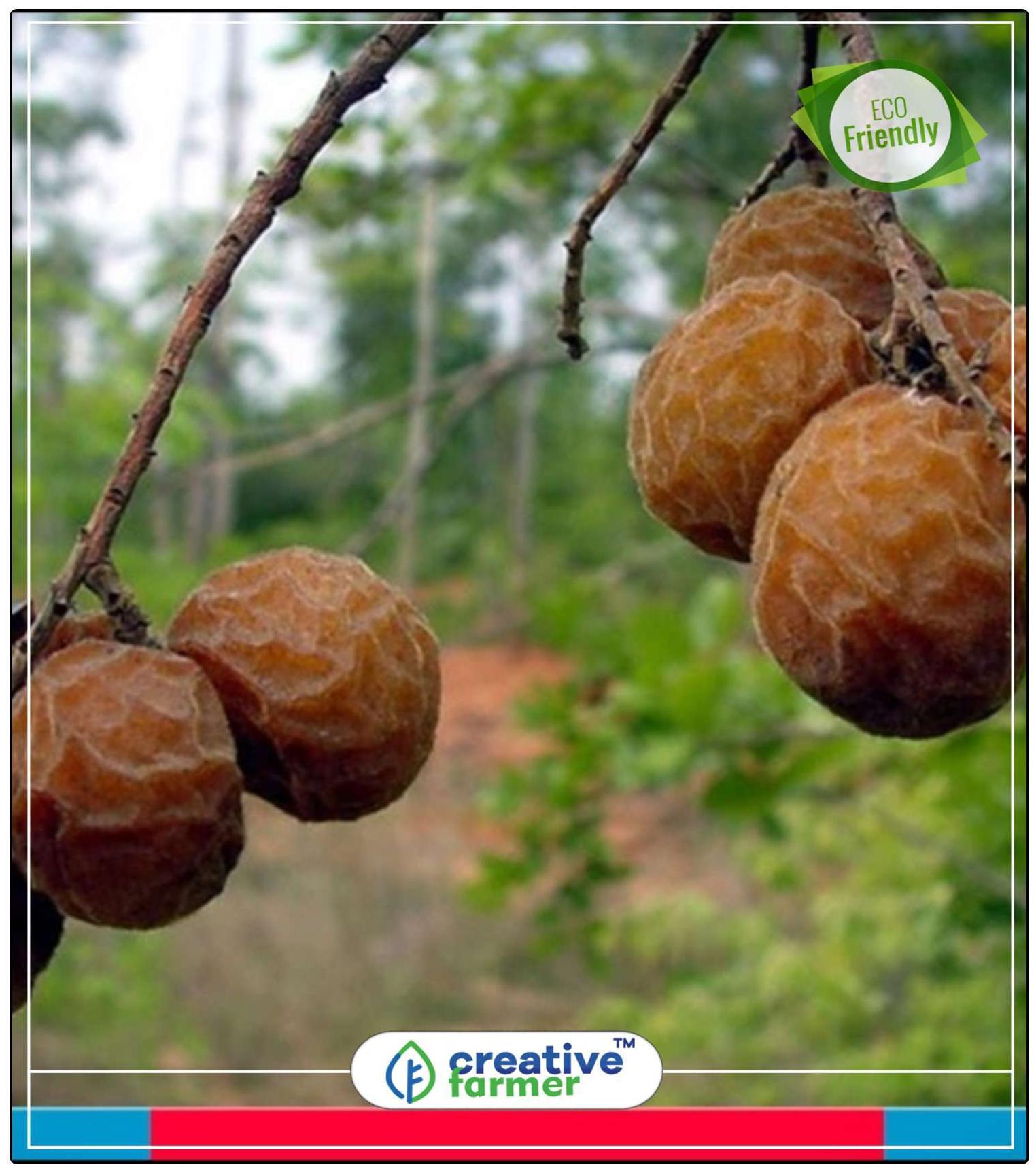 https://assetscdn1.paytm.com/images/catalog/product/H/HO/HOMSEEDS-HERBALCREA887475CAC6F0/1563038635038_0..jpg