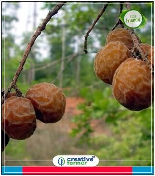 Seeds : Herbal Seeds For Cultivation Reetha Notched Leaf Soapnut 20 Seeds Herbal Seeds For Gardening Economy Gardening Plant Seeds