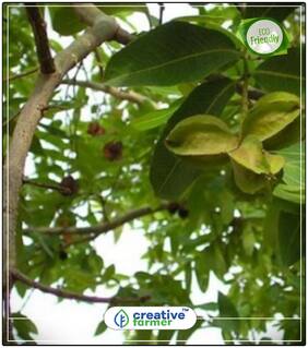 Seeds : Herbal Plant Shade Tree Arjuna Seeds Tree Seeds Economy Gardening Plant Seeds