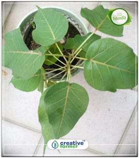 Seeds : High Oxygen Producing Tree Asvattha - Pipal Seeds For Planting Economy Gardening Plant Seeds
