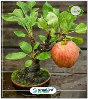 Seeds : Himalayan Apple Seeds For Roof Garden Fruit Plant Seeds Economy Gardening Plant Seeds