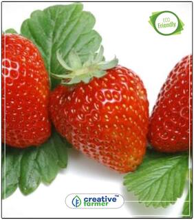 Seeds : Himalayan Strawberry Herb Seeds For Kitchen Garden Economy Gardening Plant Seeds