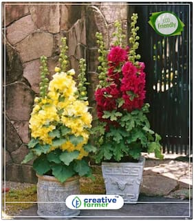 Seeds : Hollyhocks Mixed Pot Variery Plant Seeds For Pots Economy Gardening Plant Seeds