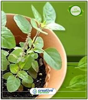 Seeds : Holy Indian Tulsi Herb Seeds For Home Garden Economy Gardening Plant Seeds
