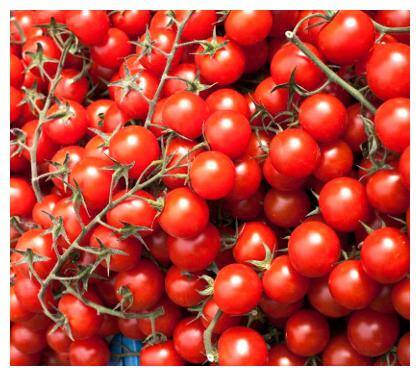 Seeds Hybrid Cherry Tomato Seeds for Kitchen Garden - Pack of Above 50 Seeds