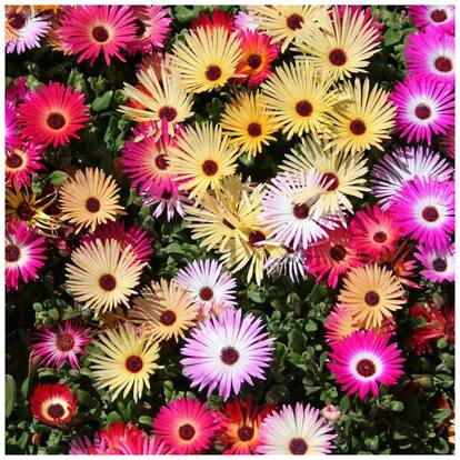 Seeds Ice Plant Mixed Colour Flowers Magnif Quality Seeds - Pack of 100 Premium Seeds