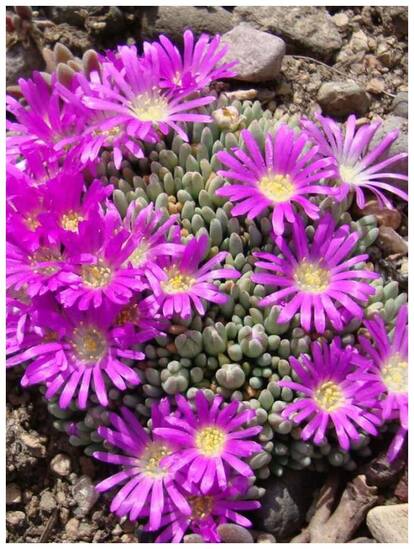 Seeds Ice Plant Flowers Seeds For Home Garden - Pack of 100 Premium Seeds