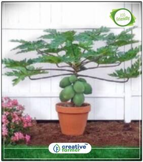 Seeds : Imported Thailand Sweet Papaya Seeds - Good Growing Papaya Fruit Plant Seeds Economy Gardening Plant Seeds