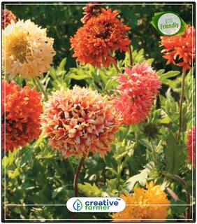 Seeds : Indian Blanket Pulchella Flower Winter Seeds For Home Garden Economy Gardening Plant Seeds