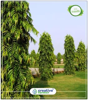 Seeds : Indian Mast Tree False Christmas Tree Economy Gardening Plant Seeds