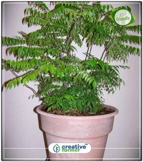 Seeds : Karepaku;Karepeku Kari-Vepa-Chettu Seeds For Rainy Season Plant Seeds Economy Gardening Plant Seeds
