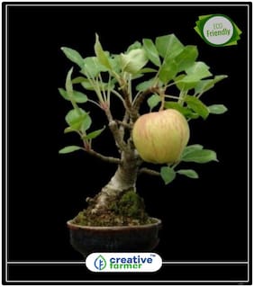 Seeds : Kashmir Apple Seeds Fruits Fruit Plant Seeds Economy Gardening Plant Seeds