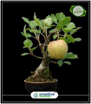 Seeds : Kashmir Apple Seeds Fruits Fruit Plant Seeds Economy Gardening Plant Seeds
