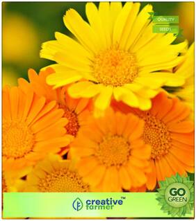 Seeds : Kitchen Garden Seeds For Summer Season : Genda Pot Marigold Orange Premium Economy Kitchen Garden Plant Seeds